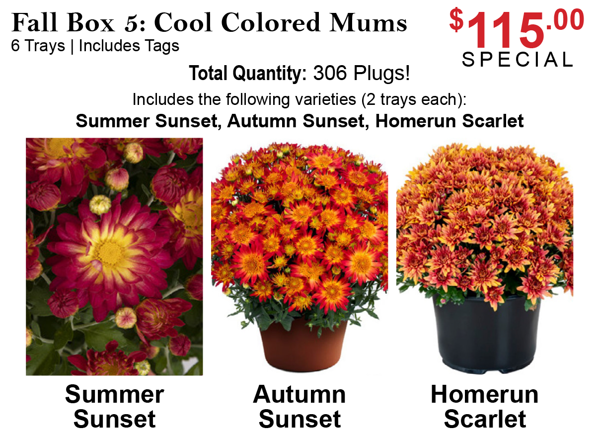 Fall Box 5: Cool Colored Mums - Fall Boxes
